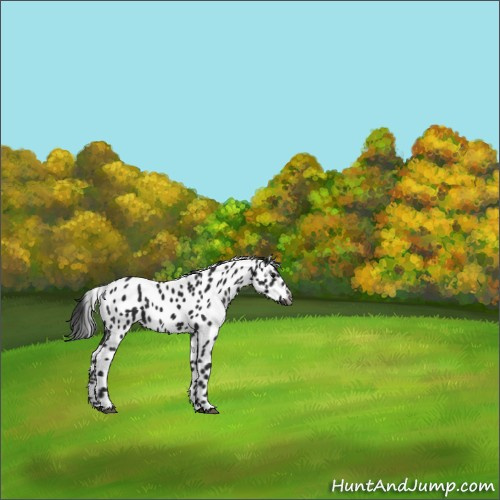 Horse Color:Gray Black Appaloosa 