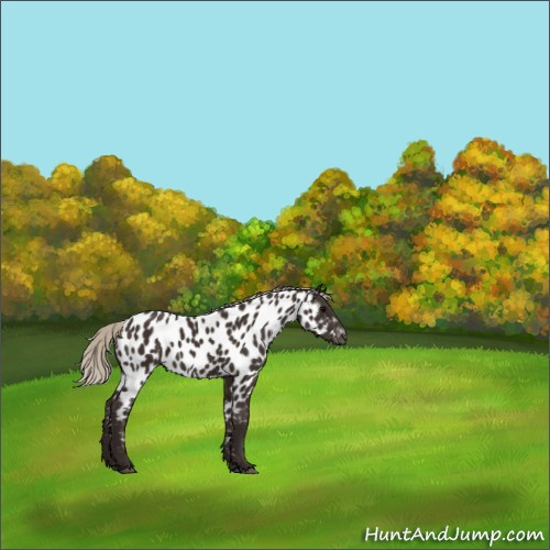 Horse Color:Gray Silver Black Appaloosa 