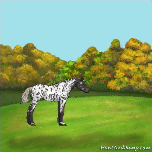 Horse Color:Gray Silver Black Appaloosa 
