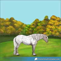 Horse Color:Silver Blue Roan Near Leopard 