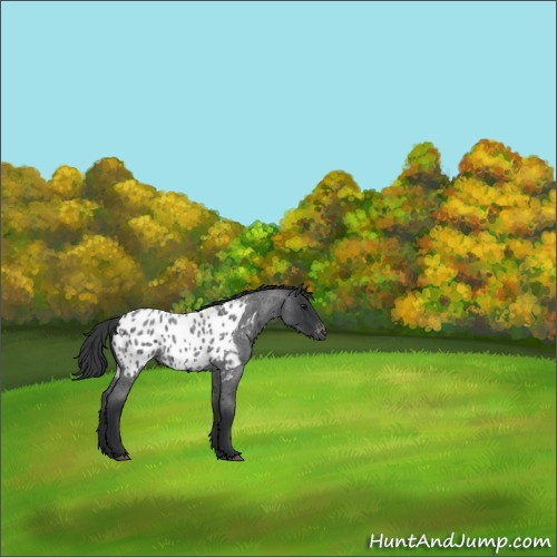 Horse Color:Blue Roan Appaloosa 