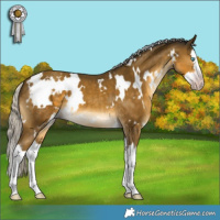 Horse Color:Gray White Spotted Silver Classic Cream Champagne Splash 