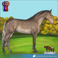 Horse Color:Silver Smoky Black Appaloosa 
