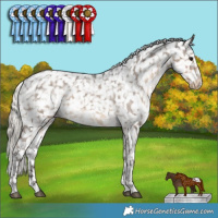 Horse Color:Silver Smoky Black Snowflake Varnish