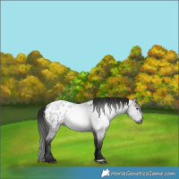 Horse Color:Gray Blue Roan Appaloosa 