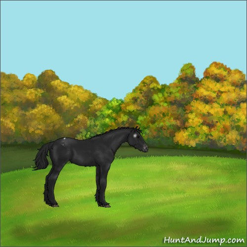 Horse Color:Gray Black Appaloosa 