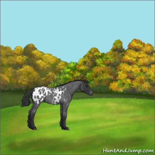 Horse Color:Blue Roan Appaloosa 