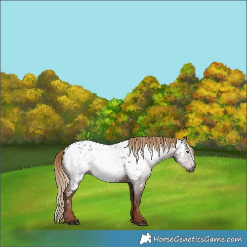 Horse Color:Gray Chestnut Appaloosa 