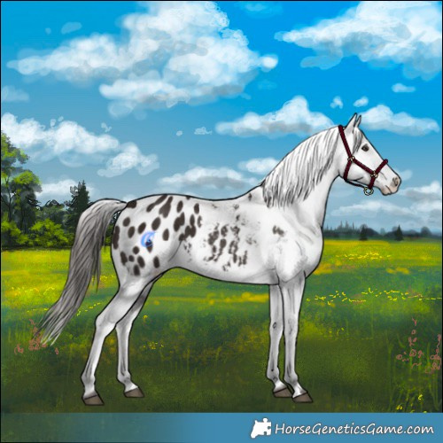 Horse Color:Liver Chestnut Appaloosa 