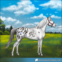 Horse Color:Liver Chestnut Appaloosa 
