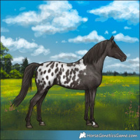 Horse Color:Liver Chestnut Blanket 