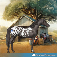 Horse Color:Liver Chestnut Appaloosa 