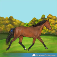 Horse Color:Bay 