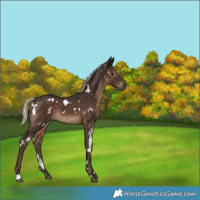 Horse Color:Gray White Spotted Silver Black