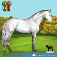 Horse Color:Gray White Spotted Silver Black