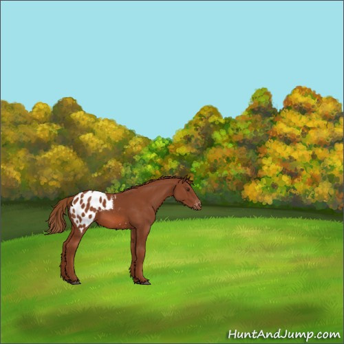 Horse Color:Chestnut Appaloosa 
