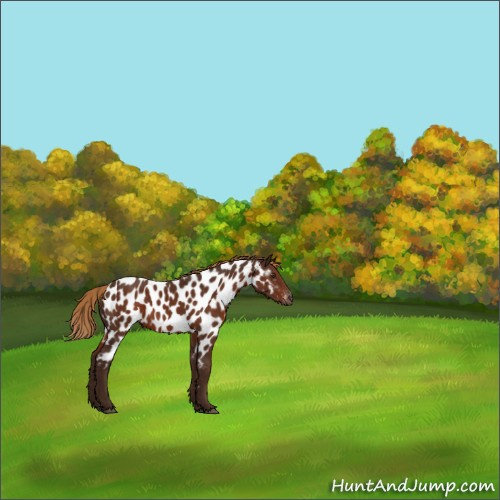Horse Color:Gray Chestnut Appaloosa 