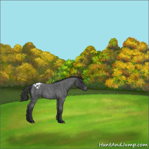 Horse Color:Blue Roan Appaloosa 