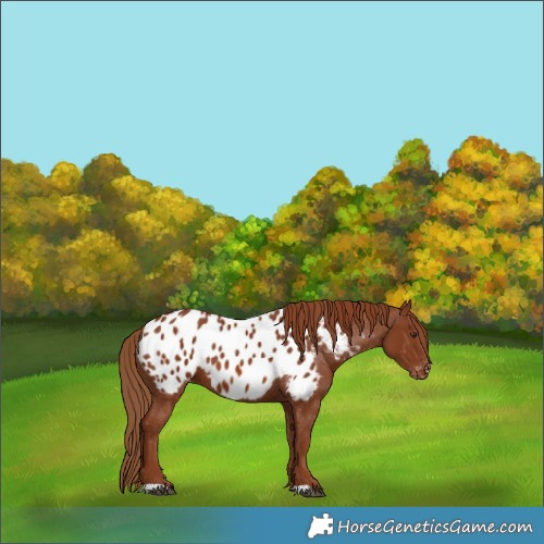 Horse Color:Chestnut Appaloosa 