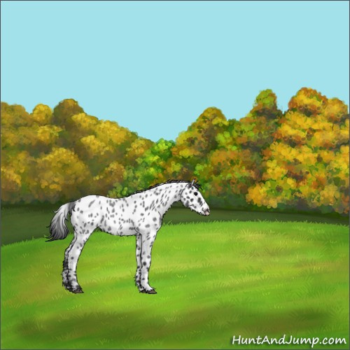 Horse Color:Blue Roan Appaloosa 