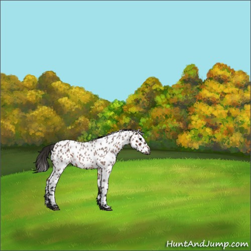 Horse Color:Gray Bay Roan Appaloosa 