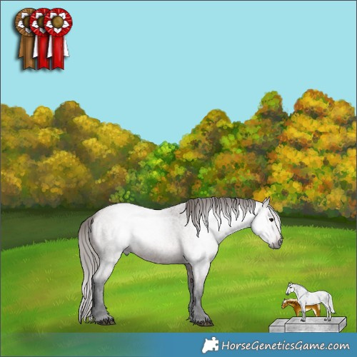 Horse Color:Gray Bay Roan Appaloosa 