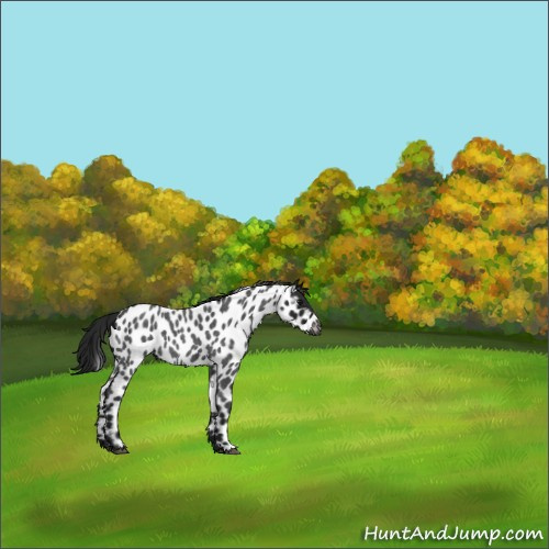 Horse Color:Gray Blue Roan Appaloosa 