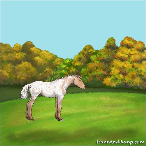 Horse Color:Silver Amber Champagne Roan Appaloosa 
