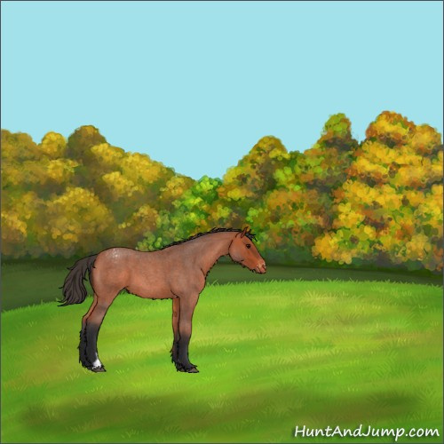 Horse Color:Bay Roan Appaloosa 