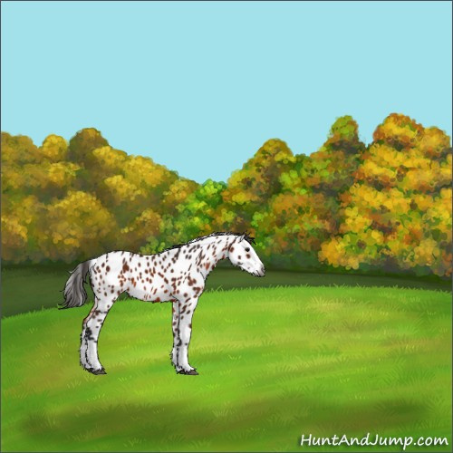 Horse Color:Gray Bay Splash Appaloosa 