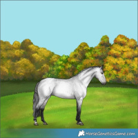 Horse Color:Gray Brown Roan Blanket 