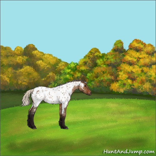 Horse Color:Gray Silver Bay Roan Dun Appaloosa 