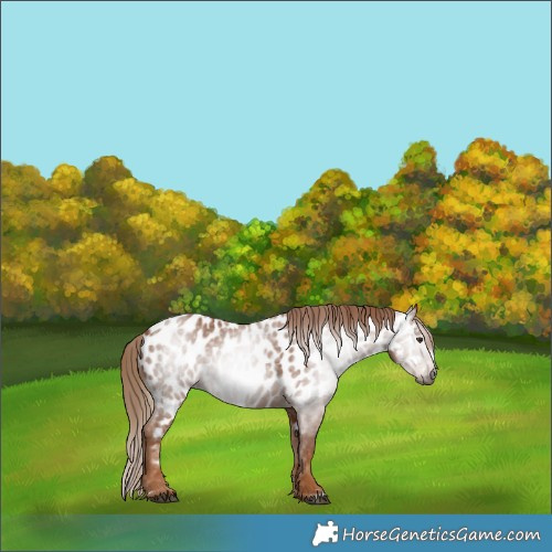 Horse Color:Gray Chestnut Appaloosa 