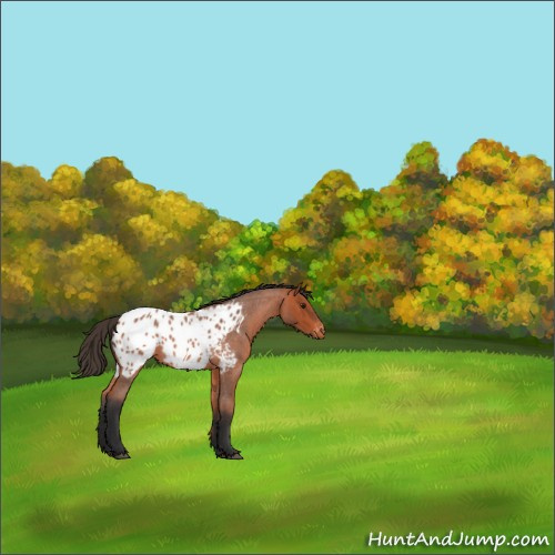 Horse Color:Bay Roan Appaloosa 