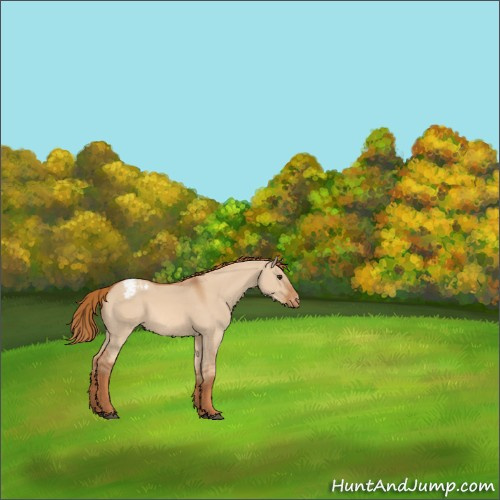 Horse Color:Red Dun Appaloosa 