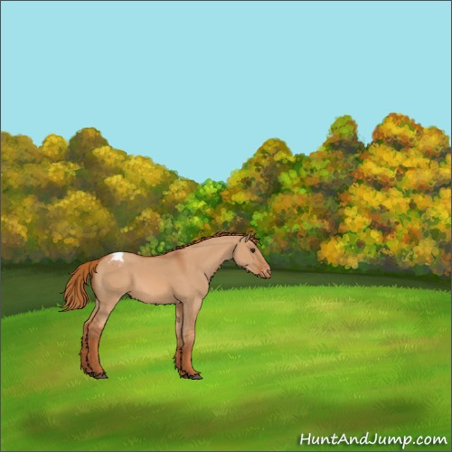 Horse Color:Red Dun Appaloosa 