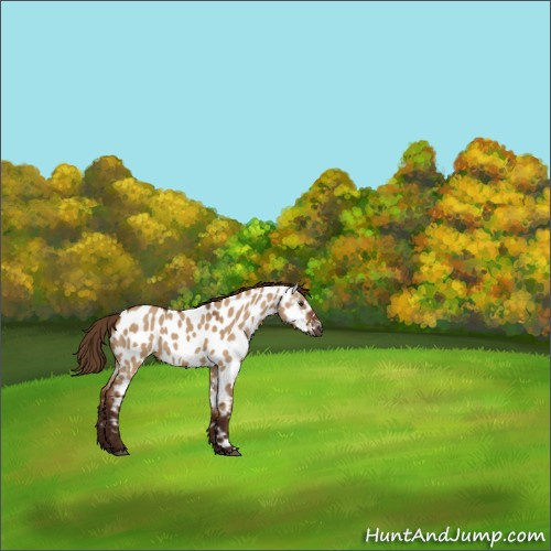 Horse Color:Gray Red Dun Appaloosa 