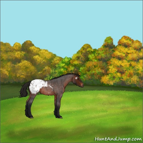 Horse Color:Gray Bay Roan Appaloosa 
