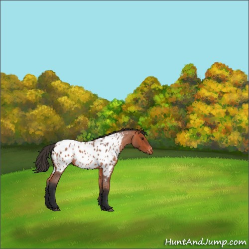 Horse Color:Bay Roan Appaloosa 