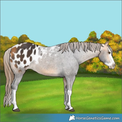 Horse Color:Buckskin Splash Appaloosa 