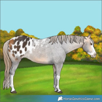 Horse Color:Buckskin Splash Appaloosa 