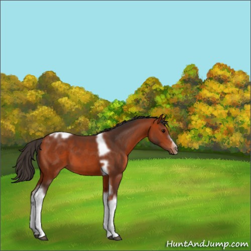 Horse Color:Bay Tobiano Frame 