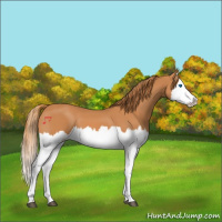 Horse Color:Chestnut Splash 