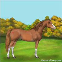 Horse Color:Chestnut Splash 