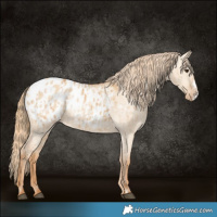 Horse Color:Red Dun Appaloosa  and Red Dun Frame Appaloosa 