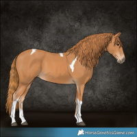 Horse Color:Chestnut Tobiano