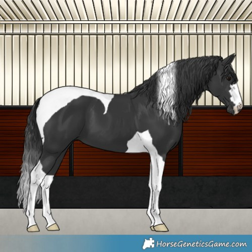 Horse Color:Black Tobiano 