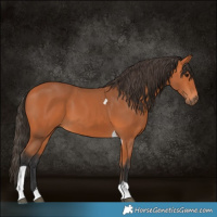 Horse Color:Bay Tobiano 