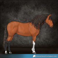 Horse Color:Bay Tobiano