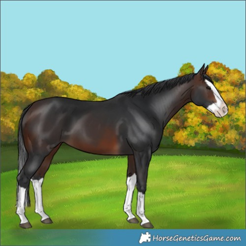 Horse Color:Brown Splash 